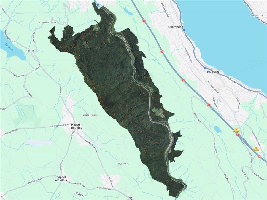 Dead tree detections, earliest survey year