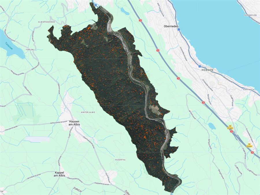 Dead tree detections, second survey year