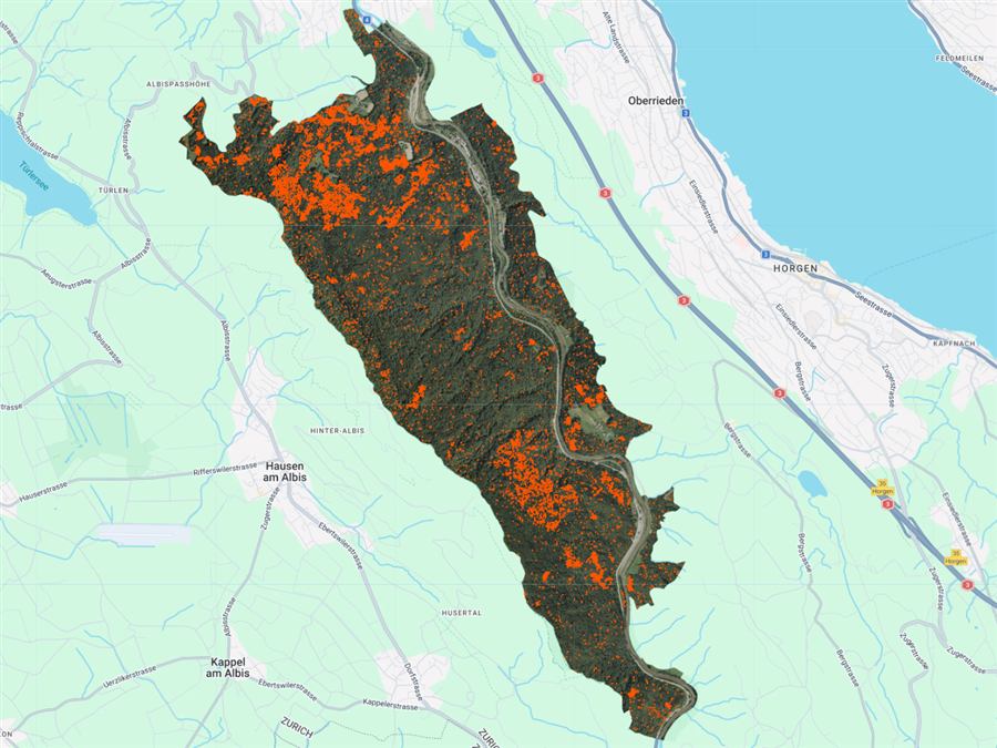 Dead tree detections, third survey year