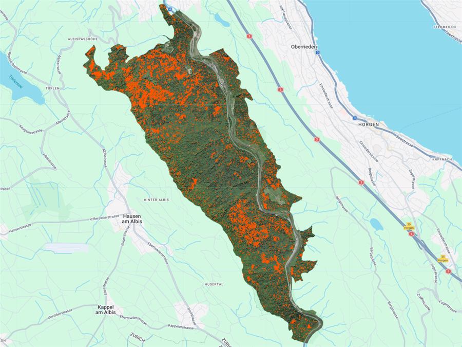 Dead tree detections in Sihlwald, fourth survey year